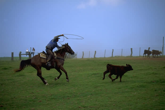 cattle roping